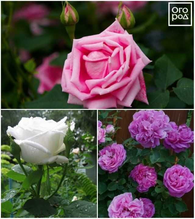 Сорта розовых роз: плетистые, нежно-розовые и чайно-гибридные, фото