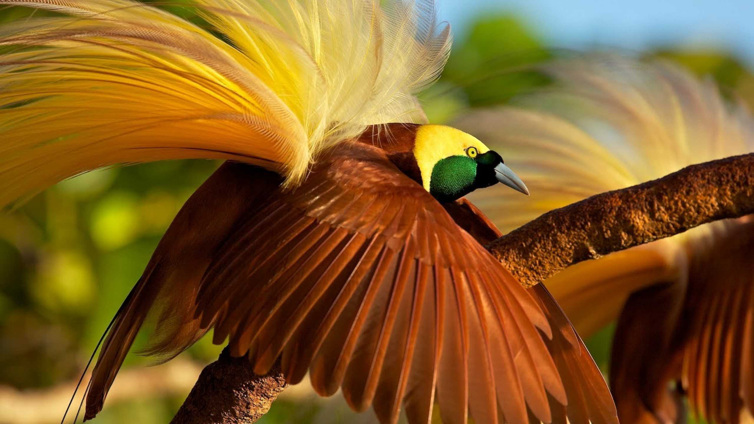 Топ-10 самых необычных птиц в мире: фото и описание