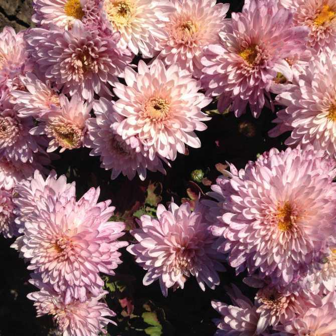 Хризантемы садовые многолетние: сорта с фото и описаниями