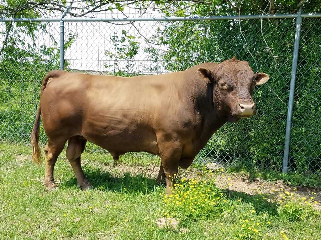 Самые красивые породы коров: описание и фото