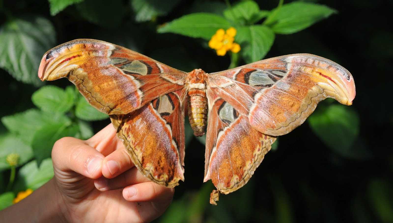 Бабочка Павлиноглазка атлас