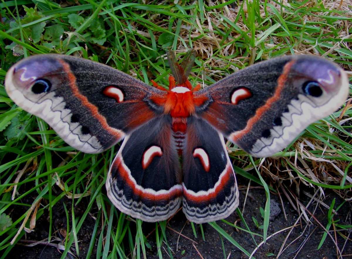 Самые большие бабочки в мире – список, название, размеры, где водятся, фото и видео