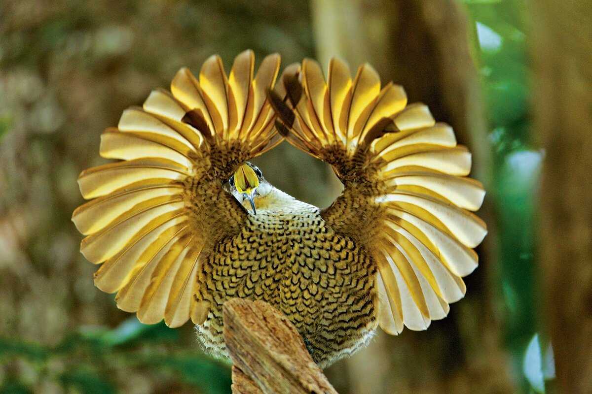 25 ярких фотографии птиц со всего мира, глядя на которые остаётся только восхищаться талантами матери-природы