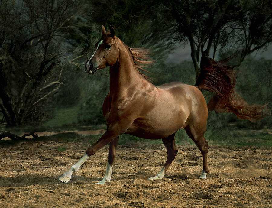 Самые красивые и необычные породы лошадей в мире