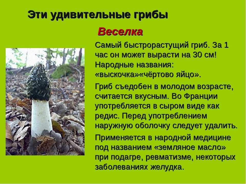 Самые большие грибы в мире | vivareit