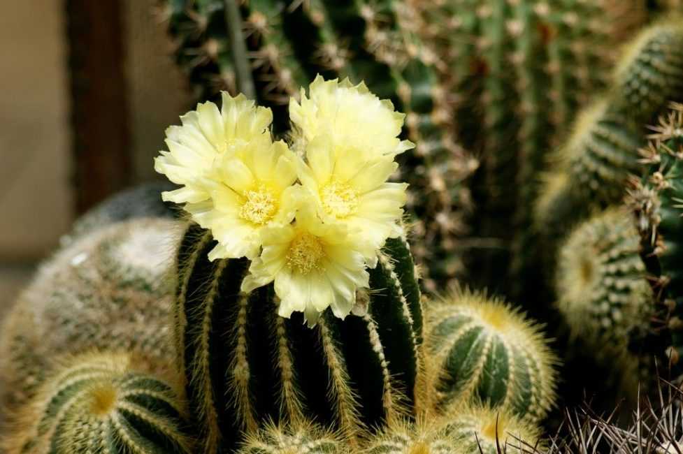 Самые красивые цветущие кактусы: фото с названиями