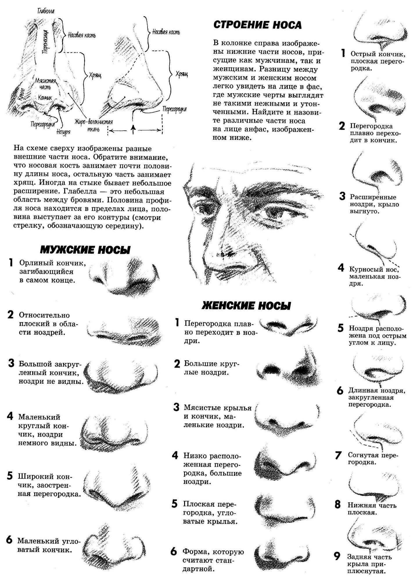 Асимметричные ноздри