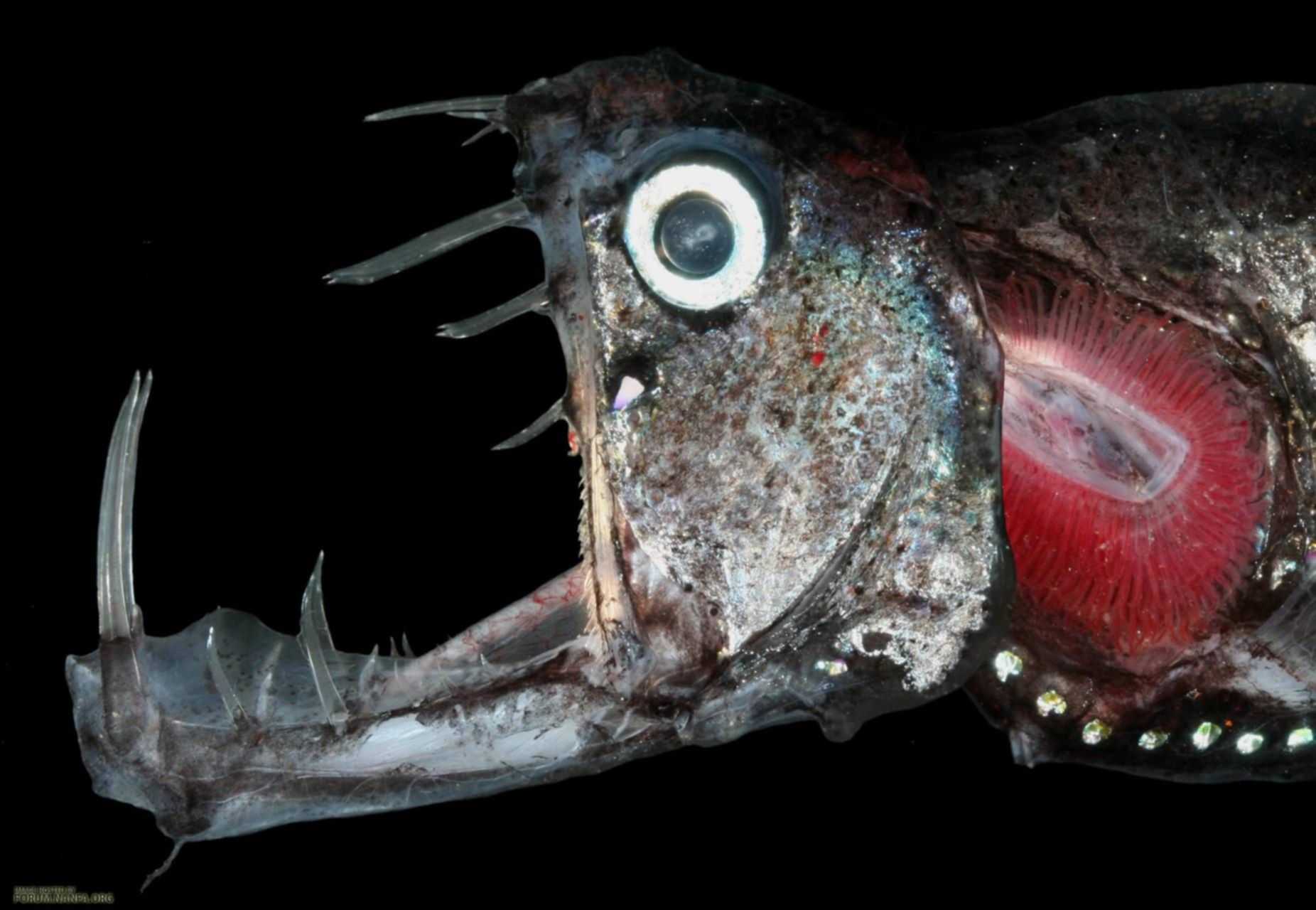 Самые странные и необычные аквариумные рыбки: описание с фото